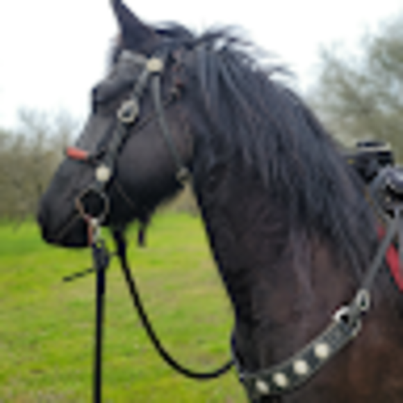 horsemyaj